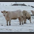 Les chevaux et les vaches dans la neige à Chaudeyrolles