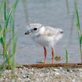 ETATS-UNIS et CANADA - Une saison de reproduction record pour les Pluviers siffleurs