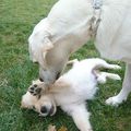 Layla et le bébé Golden