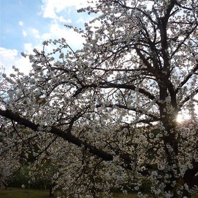 fleurs de pommiers. apple trees in bloom.
