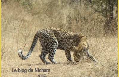 Imprimé " Léopard " : des photos et une page ! 