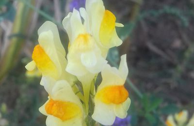 Les Linaires communes (Linaria vulgaris)