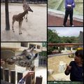 ZOO