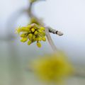 fleurs sauvages de saison