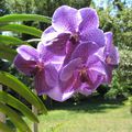 orchidée wanda