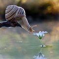 Premières petites fleurs dans la haie 