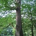 Un arbre centenaire 