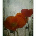 °Coquelicot°