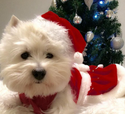 Les fêtes .... une période d’angoisse pour les chiens