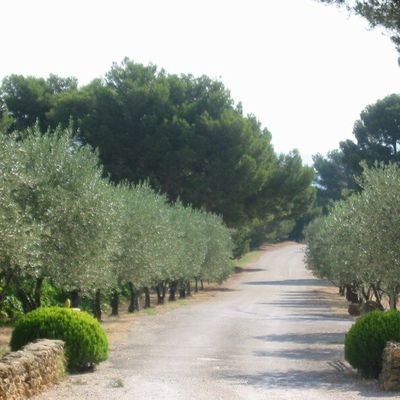 Dans les dentelles de Montmirail (84)
