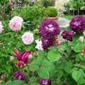 Roses de mon jardin : le 'Rosier Evêque' aux teintes violacées, aux origines lointaines et inconnues...