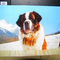 Carte Postale St.Bernard.