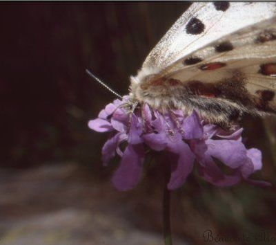 Appolon, Termignon, 04/08/2005, 24/17
