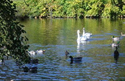 Les cygnes