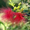 Calliandra - Martinique