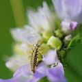 Dévoreuse de pucerons * Aphids eater