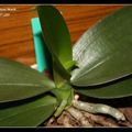 Phalaenopsis Mini-Mark