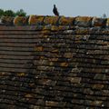 Pigeon sur le toit