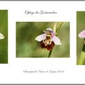 Ophrys du Grésivaudan : Ophrys gresivaudanica