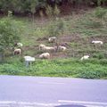 Les moutons dans les Pyrénées