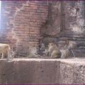 Lopburi  la cité des singes