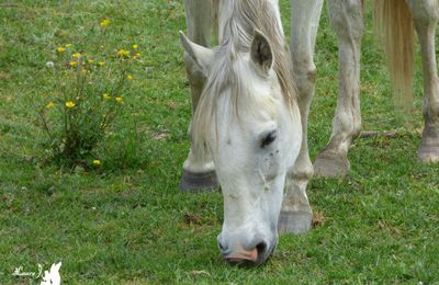 ♥ Pour les amoureux des chevaux (4) ♥