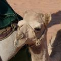 078 - Wadi Rum - Chameaux 