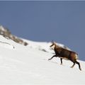 Chamois