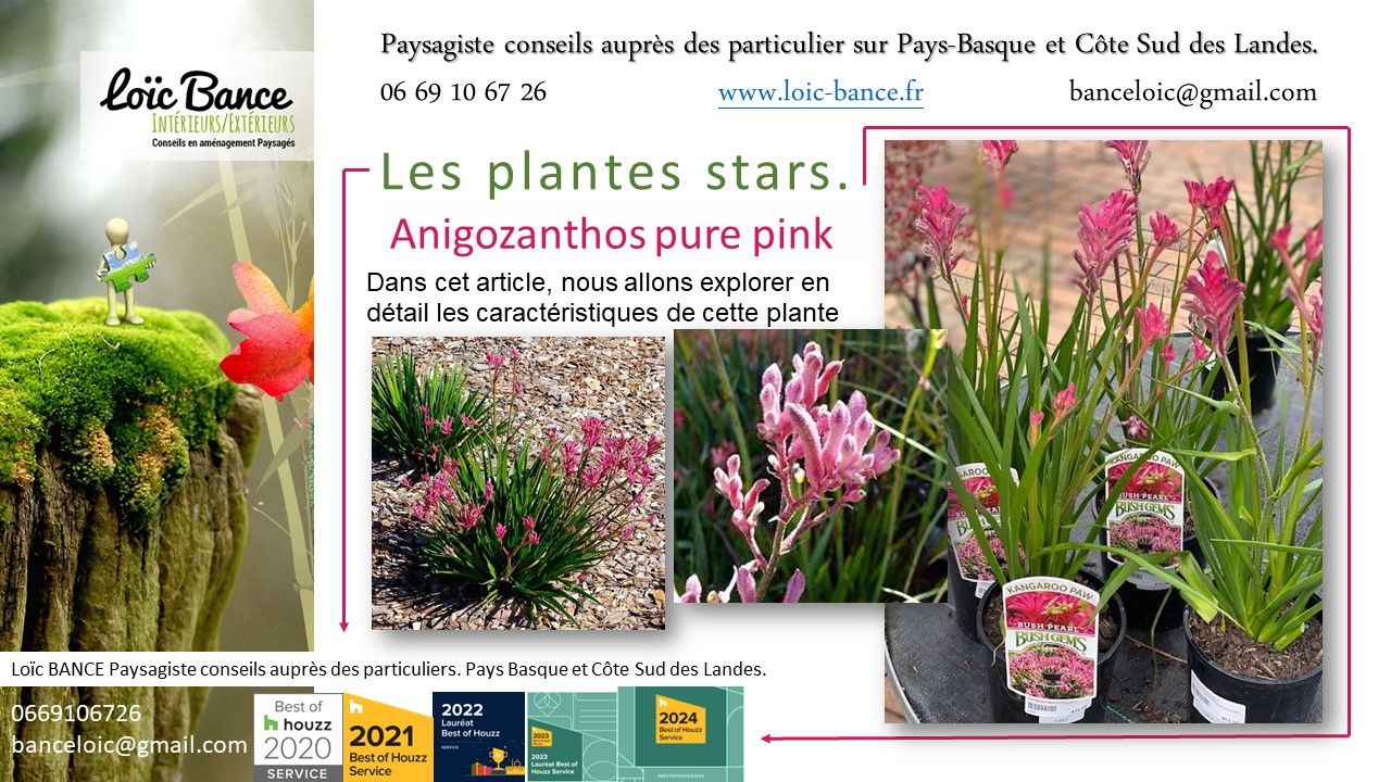 Paysagiste Pays Basque Paysagiste Landes Anigozanthos pure pink.