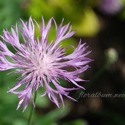 Centaurea bella