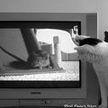 Le chat qui regardait la télévision...