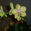 une nouvelle orchidée dans les tons jaunes roses