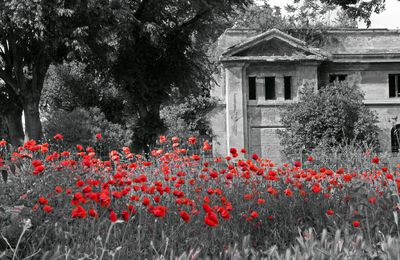 Coquelicots à Rome en Noir & Blanc ...& Rouge