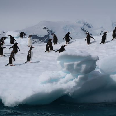 03.01.2023 - Ile Useful et Pointe Damoy