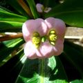 Euphorbia lophogona - Martinique
