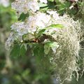 lichen et aubépine