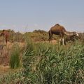 picnic au bord d'un oued, nous ne sommes pas