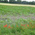 Coquelicots jolis