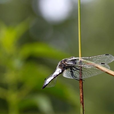 Fauve sur la Seugne...