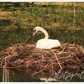 La balade du dimanche en Franche-Comté : la période des amours chez les animaux de l'étang des Princes (Raynans-25) 