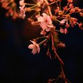 dialogues de branches de cerisiers ~le rose en noir