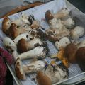 Pluie & Soleil ....Les champignons poussent!!!