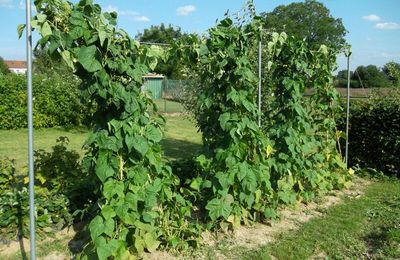 des légumes au potager de Alain