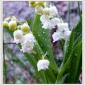 Muguet du 1er mai