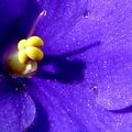 Photo"fleur bleue"