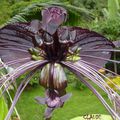 Tacca Chantrieri ,