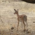 Antilope de Grant : Afrique de l'Est