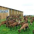 Deuxième visite dans une chèvrerie
