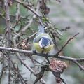 Mésange Bleue.