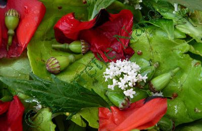 Coquelicot en salade